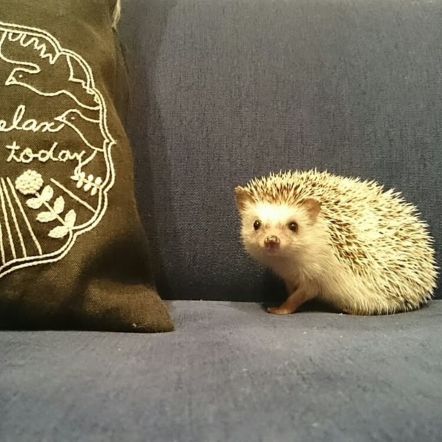 mignonさんの実例写真