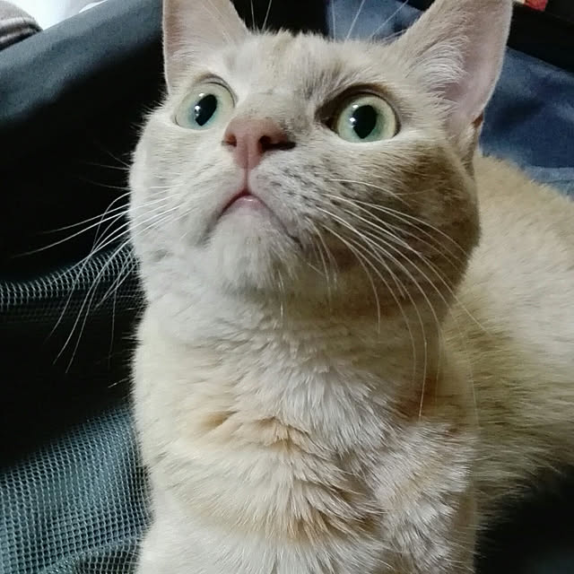 nana.maroさんの実例写真