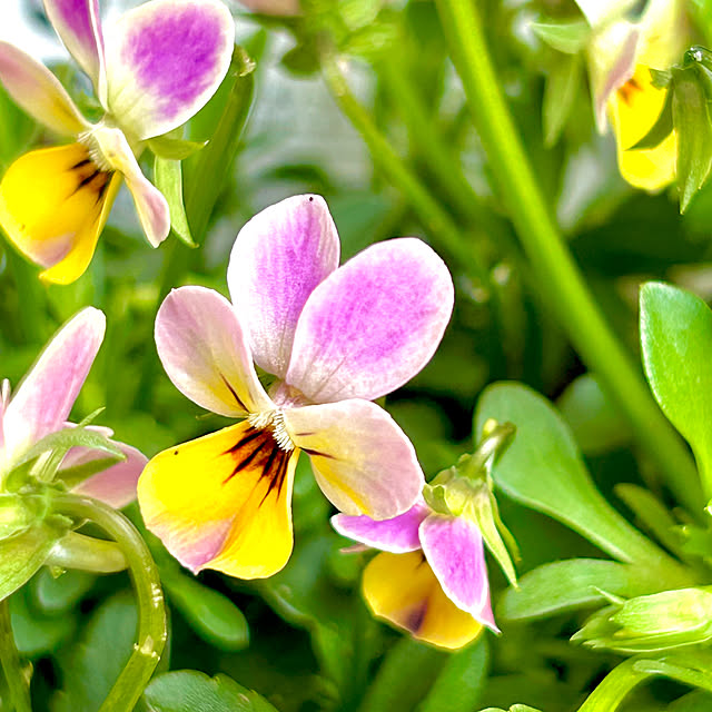 airoseさんの部屋