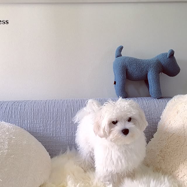Mopmamaさんの実例写真