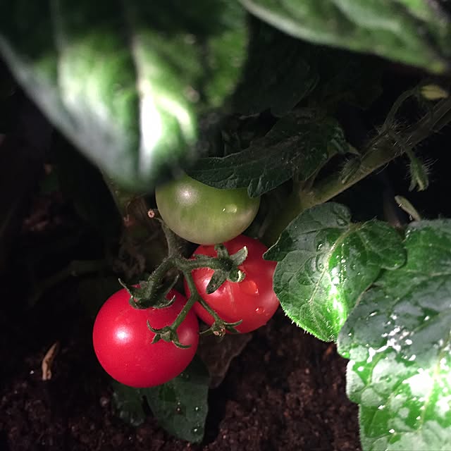 koihiさんの実例写真