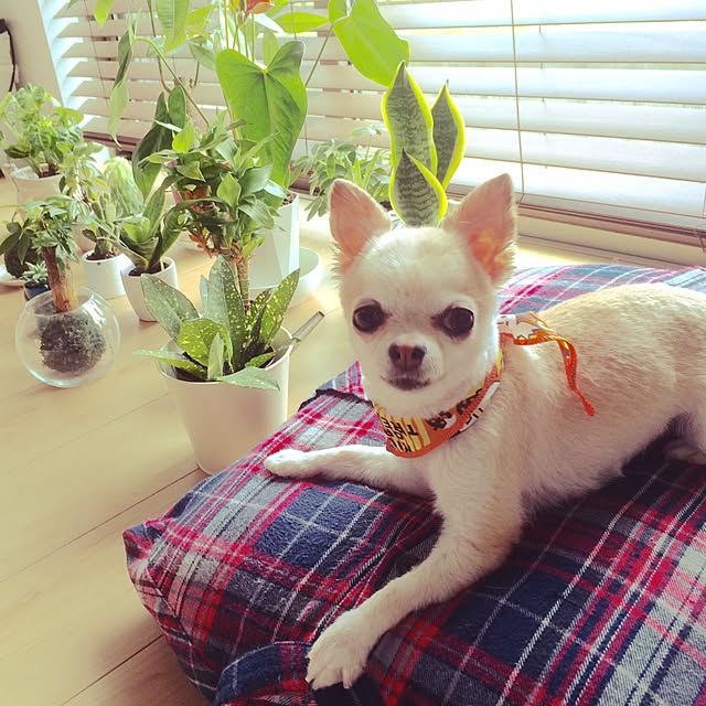 実例写真