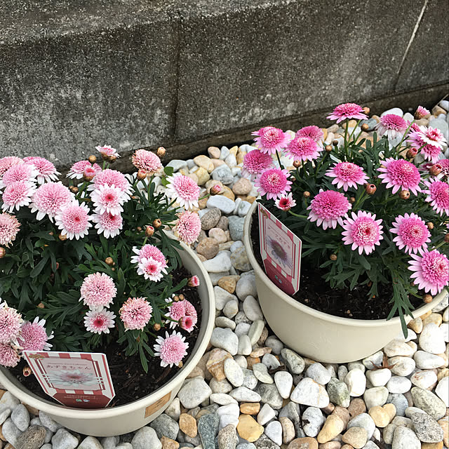 semiさんの実例写真