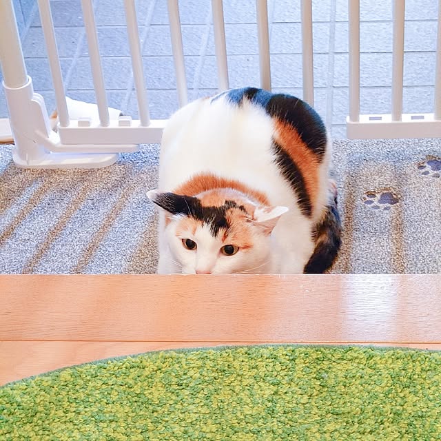 nyanta.koume.kannaさんの部屋