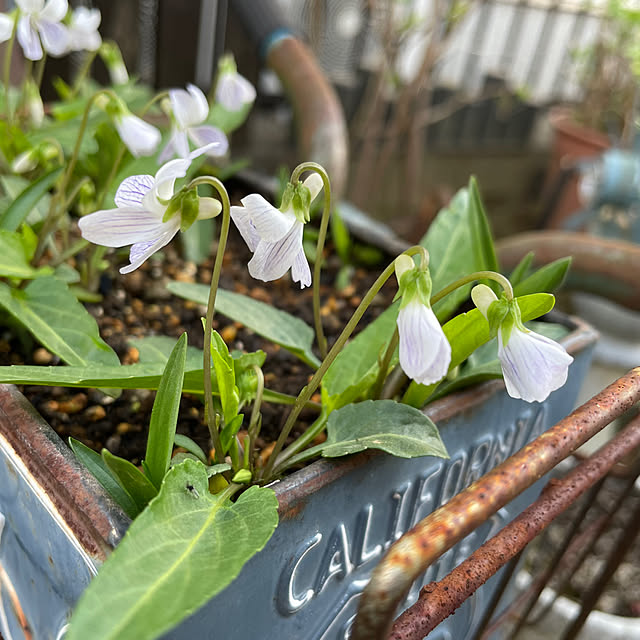 kokko3さんの実例写真