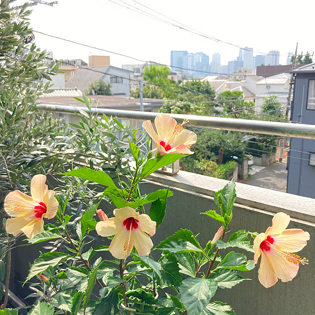 bonobono54さんの実例写真
