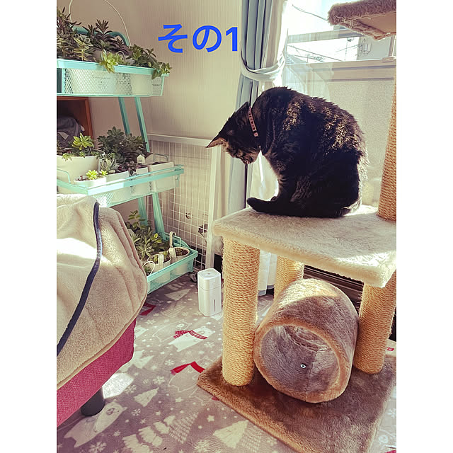 momocchiさんの実例写真