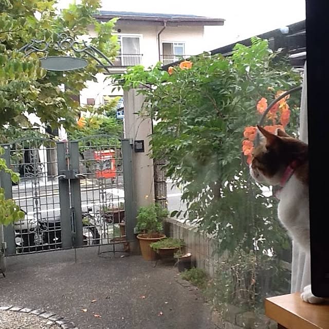 Mikaさんの実例写真