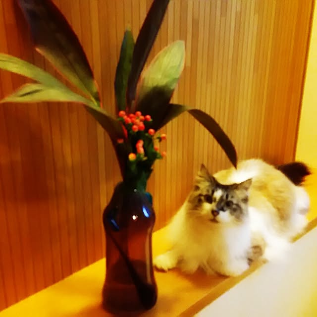 123sgnbさんの実例写真