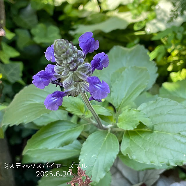 buchiさんの部屋