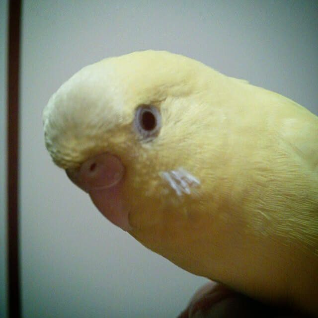 tsubuさんの実例写真