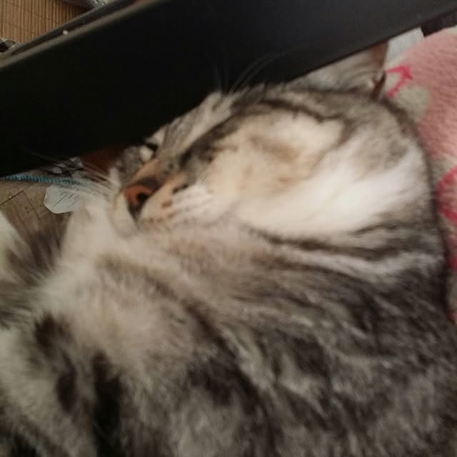 annさんの実例写真