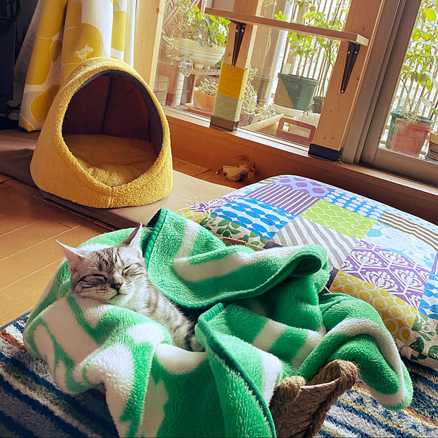 yuzuaoさんの実例写真