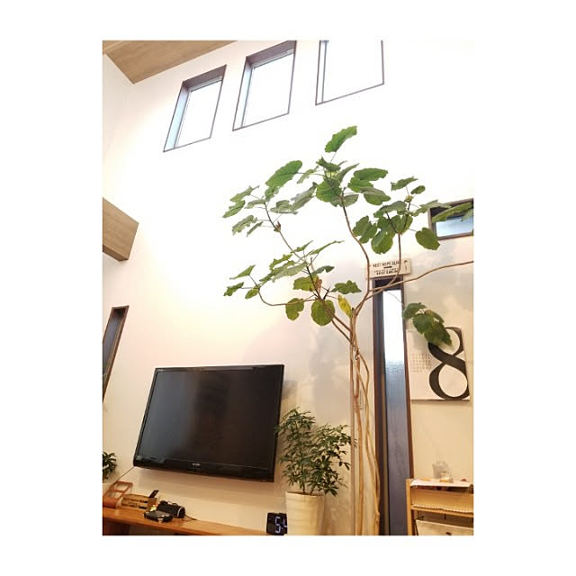 renrenさんの実例写真