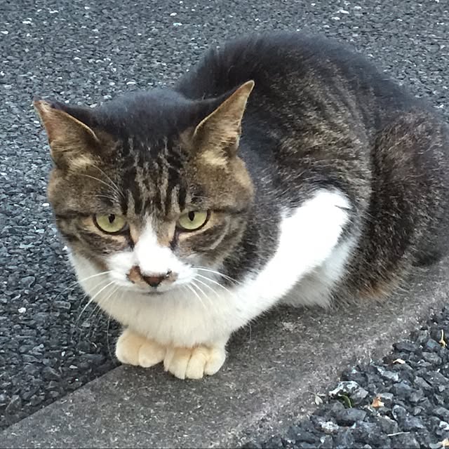 実例写真
