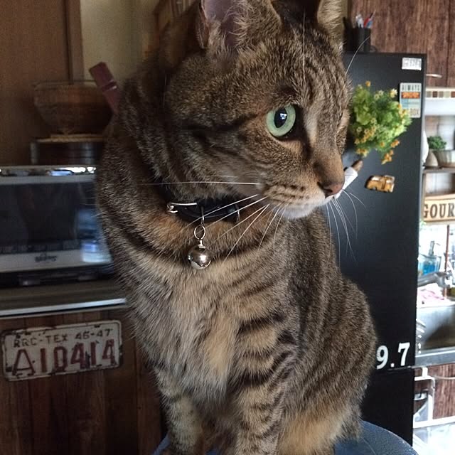 実例写真