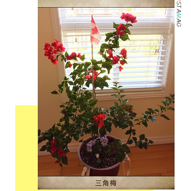 Sherryさんの実例写真