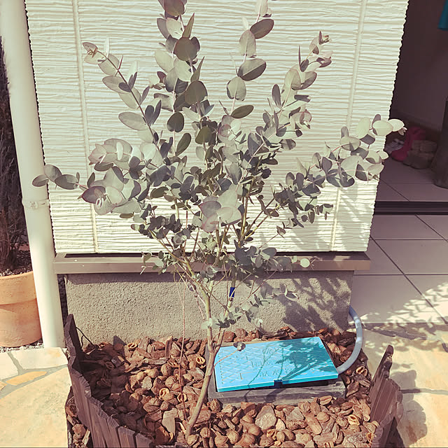 植物/玄関/入り口のインテリア実例 - 2020-06-03 01:06:24
