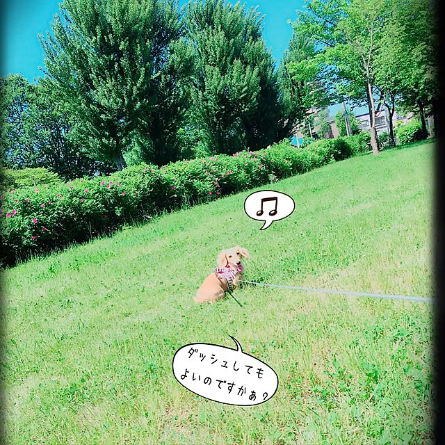 実例写真