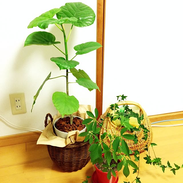 mameさんの実例写真