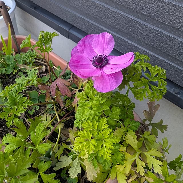 quanshanxia037さんの実例写真