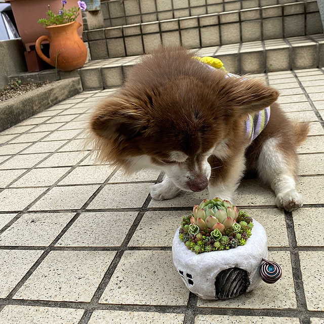 chIoeさんの部屋