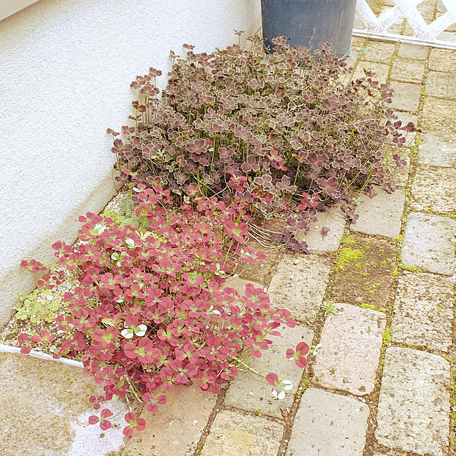 Bienvenueさんの実例写真