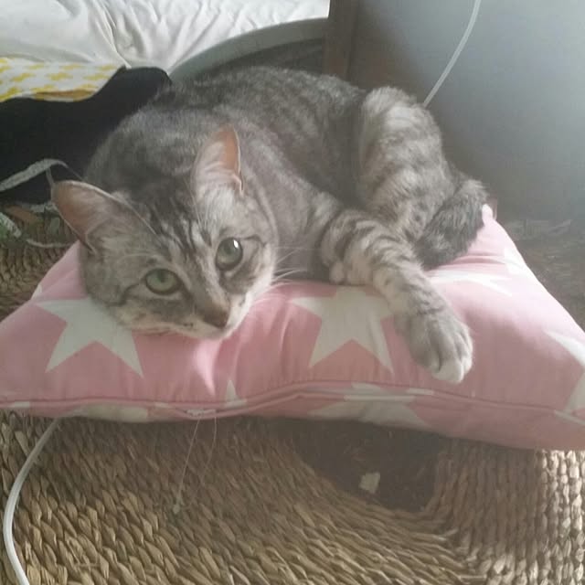 annさんの実例写真