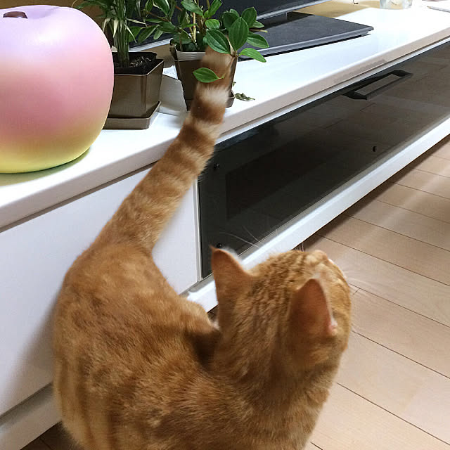 nekoさんの実例写真