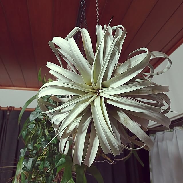 brooklynさんの実例写真