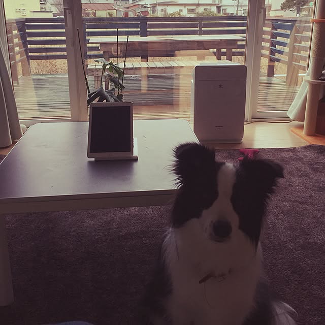 Chicchiさんの実例写真