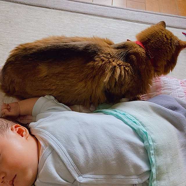 yukarinさんの実例写真