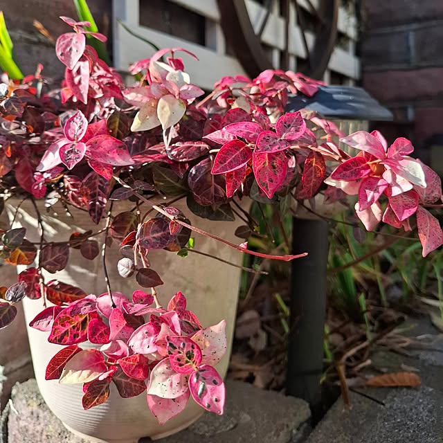 midoriさんの部屋