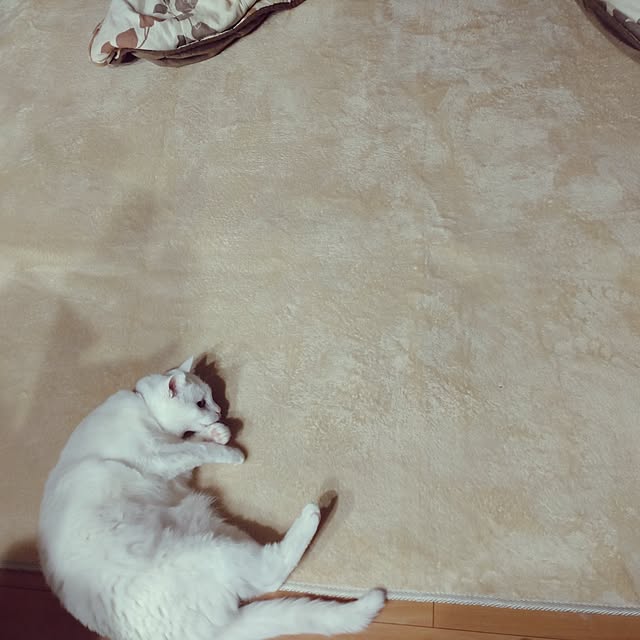 lelielさんの部屋