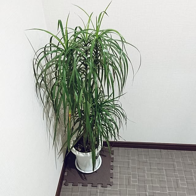 壁/天井/観葉植物のインテリア実例 - 2017-06-03 23:14:18