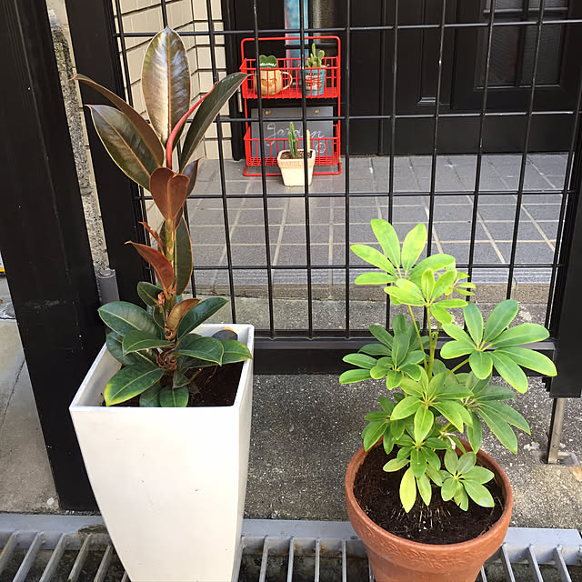 baron2017さんの実例写真