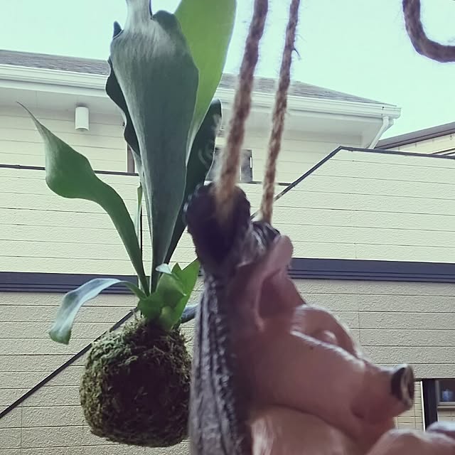 panchobiさんの実例写真
