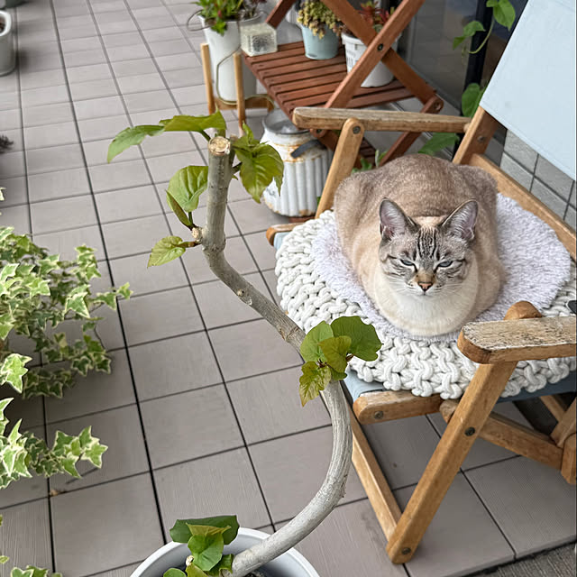 amさんの実例写真