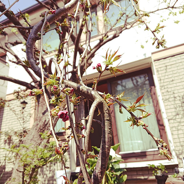 botanさんの実例写真