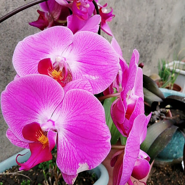 壁/天井/観葉植物/DIY/多肉植物のインテリア実例 - 2019-04-02 17:02:55