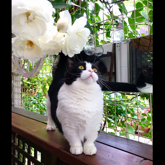 butachanさんの実例写真