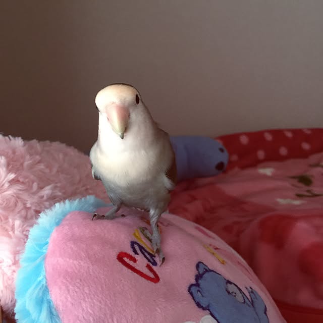 Chicoさんの実例写真