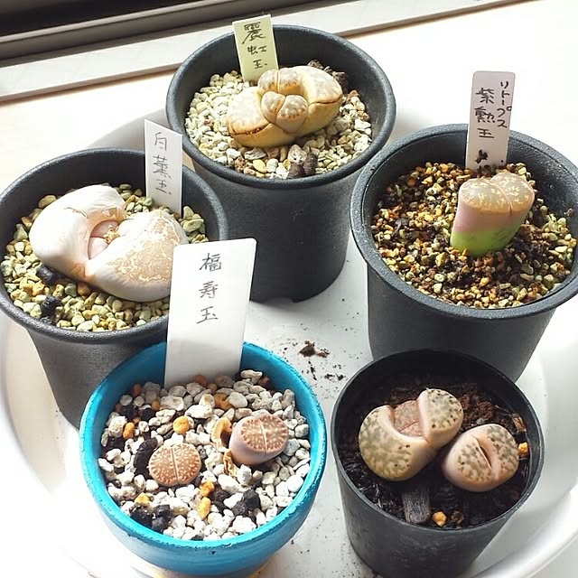 mikimaruさんの実例写真