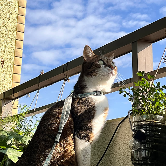 mukitarakoさんの部屋