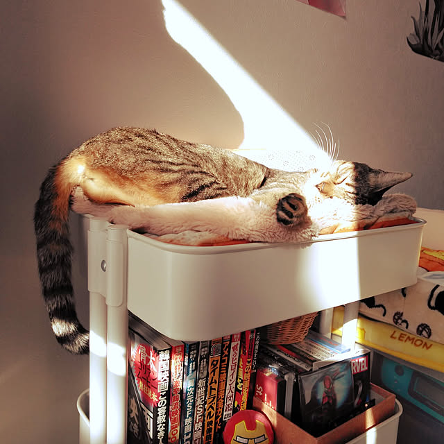 futukoさんの実例写真