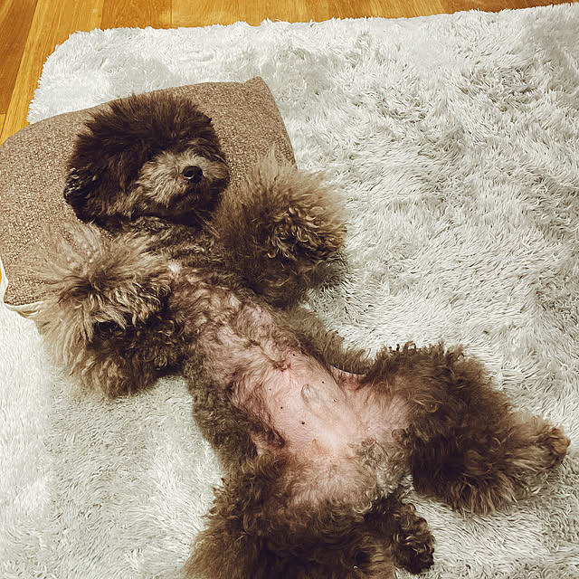 Shokanさんの実例写真