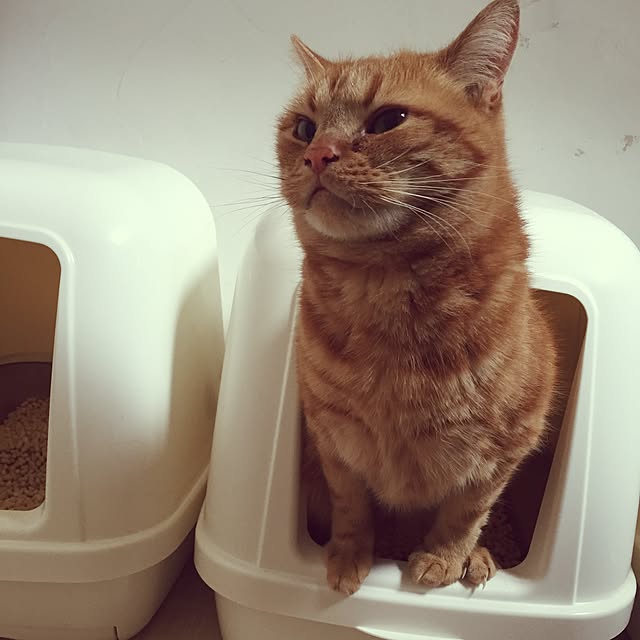 miyukoさんの実例写真