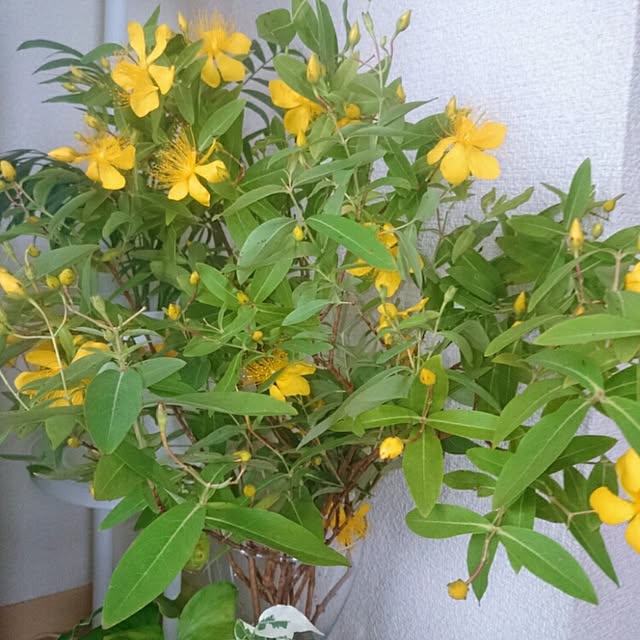 chatさんの実例写真