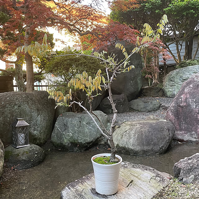 shin0719さんの実例写真
