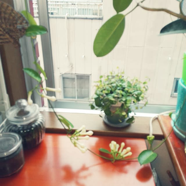 choikokaeruさんの実例写真